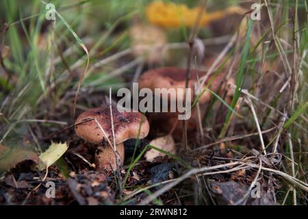 Lactarius rufus Mashrooms, fresh and natural in the autumn forest. Stock Photo