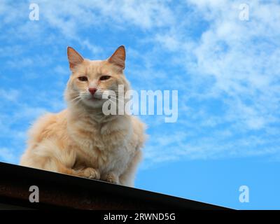 Yellow stray cat on roof Stock Photo