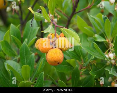 Fruit of the strawberry tree, Arbutus unedo Stock Photo