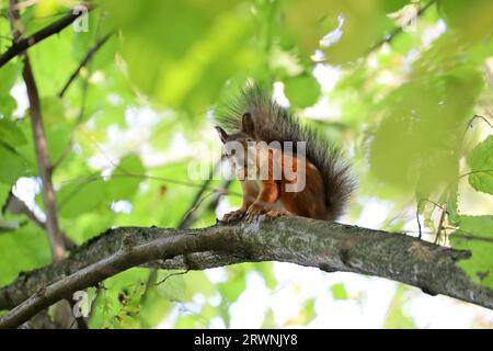 Red squirrel sitting on a tree branch in forest and nibbling walnut Stock Photo