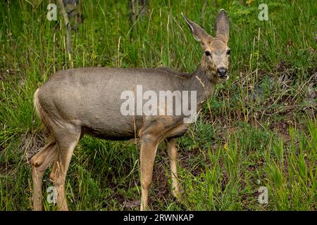 Deer grazing in the parking lot outside of Aspen near the Maroon Bells. Stock Photo