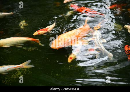 koi in the fish pond Stock Photo