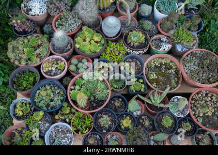 Various types beautiful cactus for sale in cactus farm. Top view image. Stock Photo