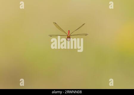 Common darter Sympetrum striolatum, adult male flying, Suffolk, England, September Stock Photo