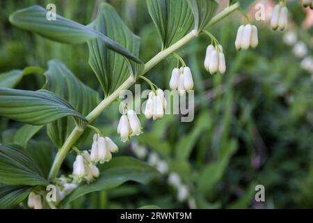 Flowers of the perennial plant Polygonatum multiflorum also called Solomon's seal, David's harp or ladder-to-heaven Stock Photo