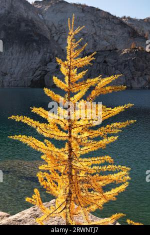 Alpine larch trees and Perfection Lake in The Enchantments, Alpine ...
