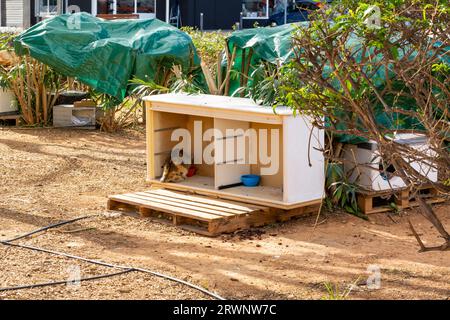 Stray cat in a street park with neighborhood care facility for homeless cats Stock Photo