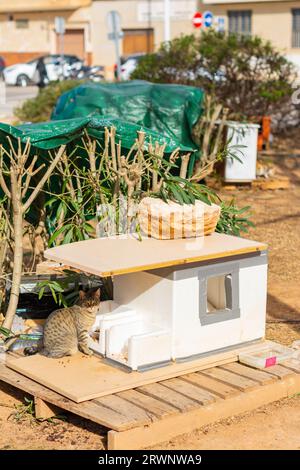 Stray cat in a street park with neighborhood care facility for homeless cats Stock Photo