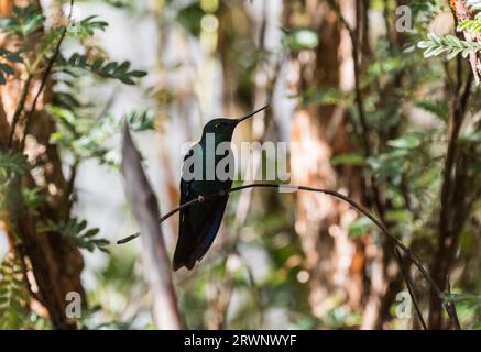 Perched Great Sapphirewing (Pterophanes cyanopterus) - a hummingbird Stock Photo