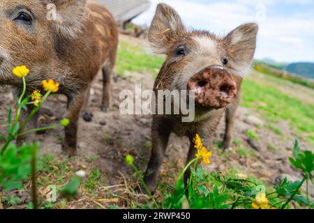 Wild boars feeding on green grain field in summer Wild pig hiding in agricultural country copy space Stock Photo