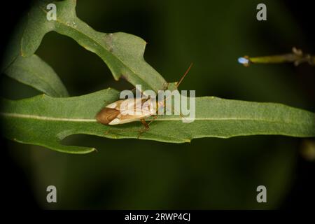 Adelphocoris lineolatus Family Miridae Genus Adelphocoris Alfalfa plant bug Lucerne bug wild nature insect photography, picture, wallpaper Stock Photo