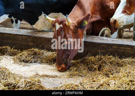 Agricultural concept, diary cows eating a hay in modern free livestock stall Stock Photo