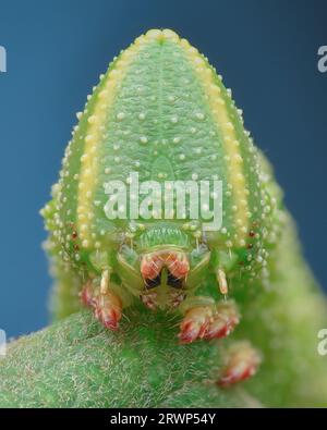 Portrait of a green moth caterpillar with warts and a triangular head, blue background (Eyed hawk-moth, Smerinthus ocellata) Stock Photo