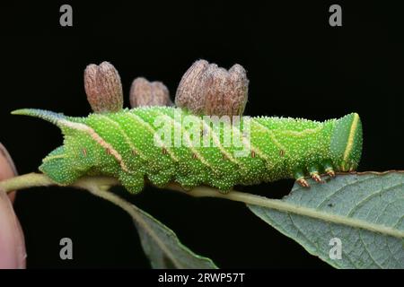 Side view of a green moth caterpillar with warts, a triangular head, and a blue horn-like tail, black background (Eyed hawk-moth, Smerinthus ocellata) Stock Photo