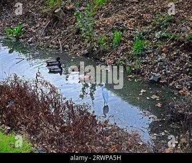 mallard ducks and an egret in Old Alameda Creek in Union City, California Stock Photo