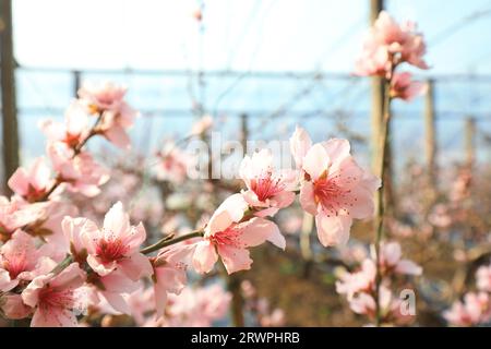Peach blossoms in full bloom in the greenhouse, North China Stock Photo