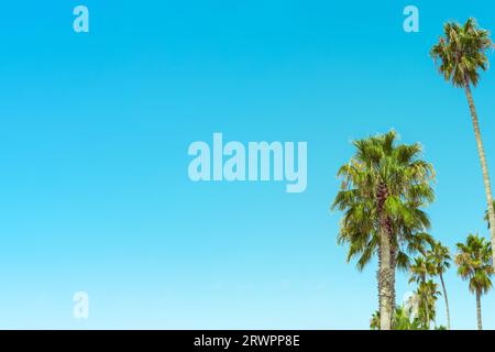 Group of tall palm trees with clear blue green sky background Stock Photo