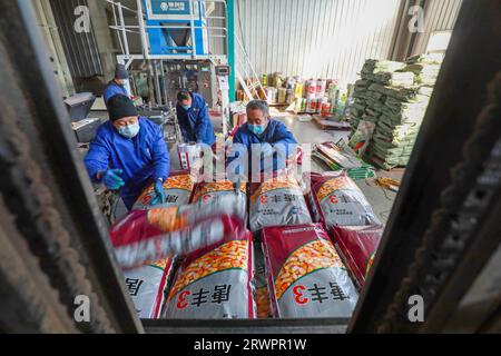 LUANNAN COUNTY, China - February 18, 2022: Workers are carrying packed high-quality corn seeds, North China Stock Photo