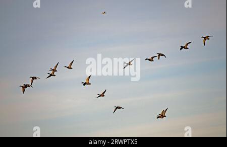 flock of mallard ducks flying over Alameda Creek in Union City, California Stock Photo