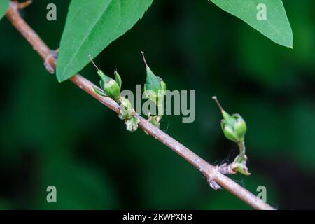 The Seed Of Forsythia Suspensa, A Medicinal Plant In North China Stock 