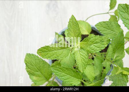 Indoor mint plant in a pot top view on a light wood surface Stock Photo