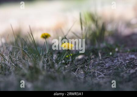 dandelions growing in green grass Stock Photo