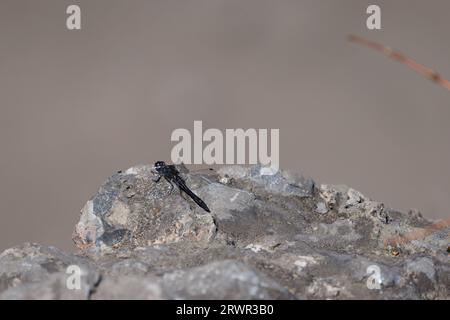 dragonfly perched on a rock Stock Photo