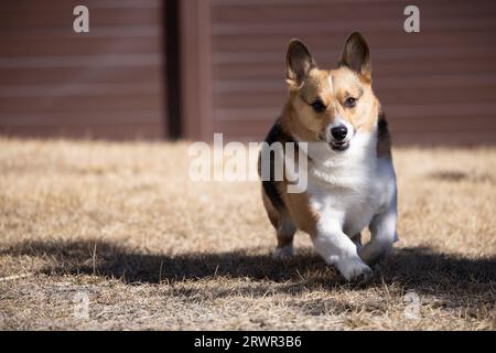 pembroke welsh corgi running through winter grass Stock Photo