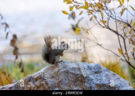 brown squirrel standing on a rock Stock Photo