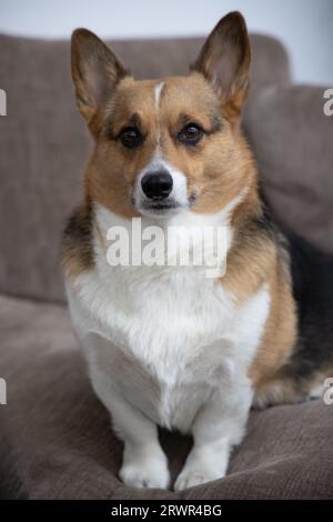 portrait of a pembroke welsh corgi sitting on a brown couch Stock Photo