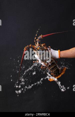 Close up of fresh spiny rock lobster on water。Jasus lalandii also called the Cape rock lobster or West Coast rock lobster is a species of spiny lobste Stock Photo