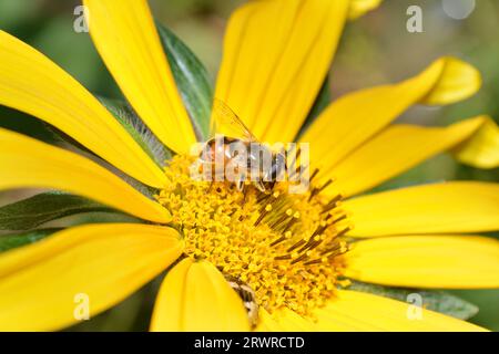 A diligent Apis mellifera (Honeybee) collects nectar and pollen from the vibrant petals of a Helianthus annuus (Sunflower) on a sunny summer day Stock Photo