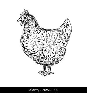 Drawing sketch style illustration of an Plymouth Rock, Rock, Barred Rock hen, an American breed of domestic chicken viewed from side on isolated white Stock Photo