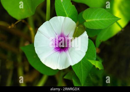 Convolvulaceae or Water spinach or kangkong, kangkung flower, hollow, rooting at nodes and floating when fully aquatic and white, or pale pink in colo Stock Photo