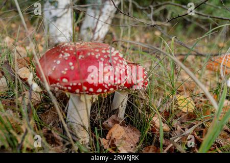 Toadstool, fly agaric glowing in the autumn forest. Stock Photo