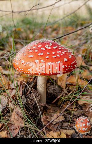Toadstool, fly agaric glowing in the autumn forest. Stock Photo