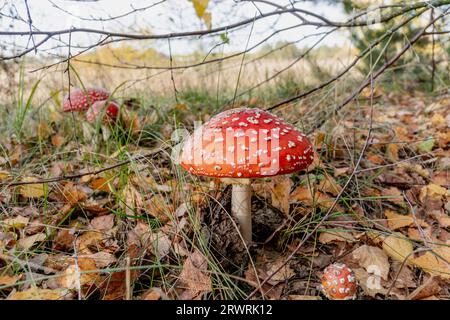 Toadstool, fly agaric glowing in the autumn forest. Stock Photo