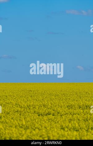 A canola field in Victoria Australia showing yellow flowers and a blue sky background, in an agricultural setting. Stock Photo