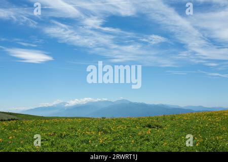 View of the Southern Alps from the Kirigamine Plateau where Nikkoukisuge is in bloom Stock Photo