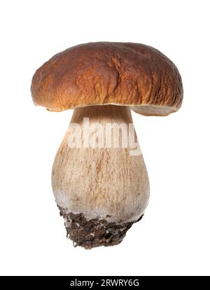 Porcini mushroom (Boletus edulis) aka bolete or penny bun isolated on white Stock Photo