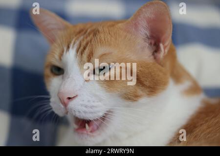 Ginger cat lying down on the bed at home and speaking or yawning Stock Photo