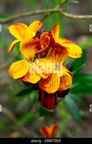 cheiri, Goldlack, Wallflower (Cheiranthus) Stock Photo