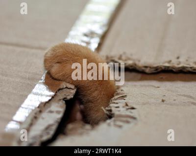 European Shorthair kitten at play Stock Photo