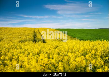 Nature's Palette: Spring's Splendor with Rapeseed and Wheat Fields Stock Photo
