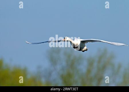 Mute Swans (Cygnus olor) are ground breeders (Photo Mute Swan in flight), Mute Swan breeds on the ground (Photo Mute Swan in flight) Stock Photo