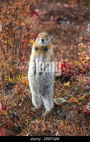 Close up of an Arctic ground squirrel watching attentive in the colorful autumn tundra, Denali Natio Stock Photo