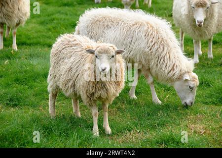 Flock of sheep Stock Photo