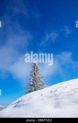 Winter landscape at the Zwölferhorn with deep snow-covered conifer, Sankt Gilgen am Wolfgangsee, Osterhorngruppe, Salzkammergut, Land Salzburg, Austri Stock Photo