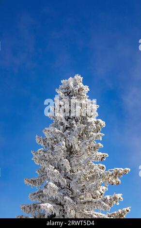 Winter landscape at the Zwölferhorn with deep snow-covered conifer, Sankt Gilgen am Wolfgangsee, Osterhorngruppe, Salzkammergut, Land Salzburg, Austri Stock Photo