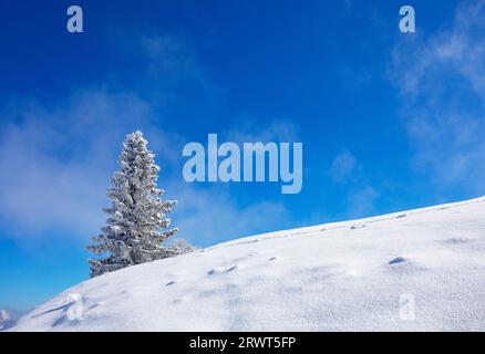 Winter landscape at the Zwölferhorn with deep snow-covered conifer, Sankt Gilgen am Wolfgangsee, Osterhorngruppe, Salzkammergut, Land Salzburg, Austri Stock Photo